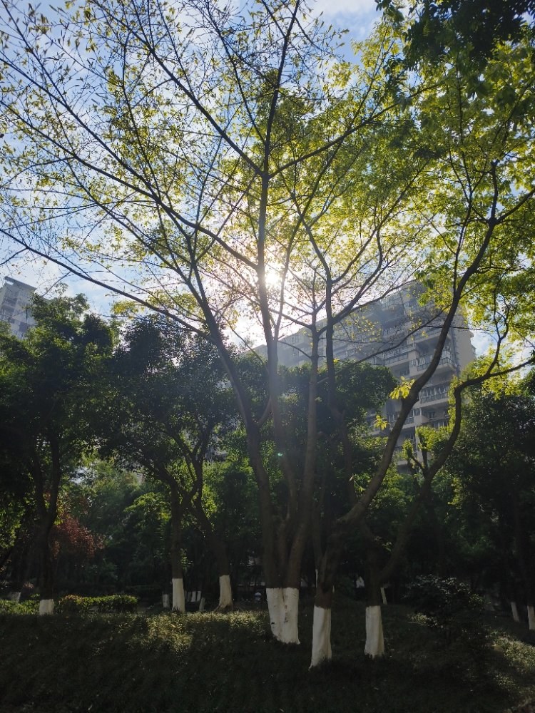 幸福树